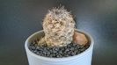 Copiapoa taltalensis (Copiapoa montana)