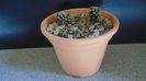 Discocactus horstii & Mammillaria bertholdii (altoite)