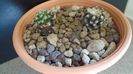 Discocactus horstii & Mammillaria bertholdii (altoite)