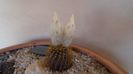 Frailea magnifica