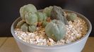 Grup de 4 Lophophora