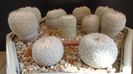 Grup de 7 Epithelantha