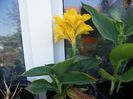 canna galbena pitica
