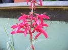 erythrina
