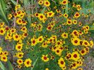 Coreopsis galben cu maro