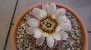 Gymnocalycium ochoterenae v. cinereum