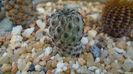 Sulcorebutia rauschii (Rebutia canigueralii)