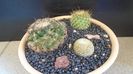 Grup de 3 Mammillaria