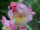 Gladiole