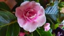 Gloxinia