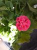 IMG-20210802-WA0003