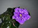 Vodyanoy, prima floare