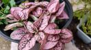 Hypoestes phyllostachya