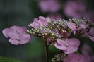 _DSC0027