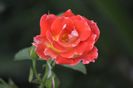 _DSC0077