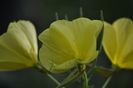 _DSC0165