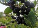 aronia