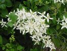 clematis-mandshurica