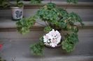 Pelargonium Unicorn Zonartic Spring