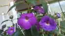 BriDs Luisa (stanga) si Purple king (dreapta)