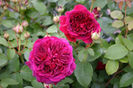 William Shakespeare (tufa) 60