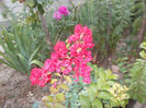 lagerstroemia-rosu