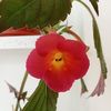 Flamenco