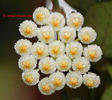 hoya Lacunosa