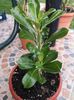 Adenium