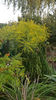 solidago canadensis