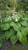 hosta spp(crini de toamna)