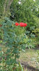 rosa (teahybrid) red