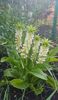 Eucomis