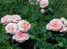 Lady gardener