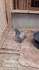 IMG-20210506-WA0004