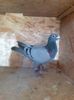 IMG-20210515-WA0029