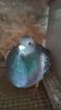 IMG-20210606-WA0026