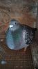 IMG-20210606-WA0028