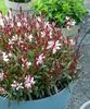 floarea albinei(Gaura lindheimeri)