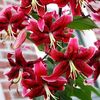bulbi-crin-miss-feya-lilium da