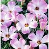 bulbi-oxalis-adenophylla-trifoi da
