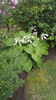 hosta (crini de toamna)