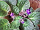 bobocei de violeta