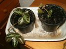 episcia (Ella)