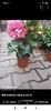 Screenshot_2021-07-18-14-27-26-612_com.facebook.katana