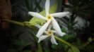 Trachelospermum jasminoides