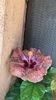 IMG-20210901-WA0001