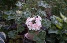 Pelargonium Unicorn Zonartic Spring