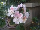 Pelargonium Unicorn Zonartic Spring