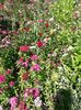IMG-20190519-WA0002